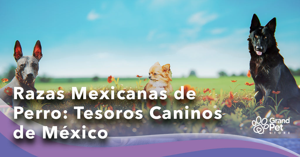 Razas Mexicanas de Perro: Tesoros Caninos de México