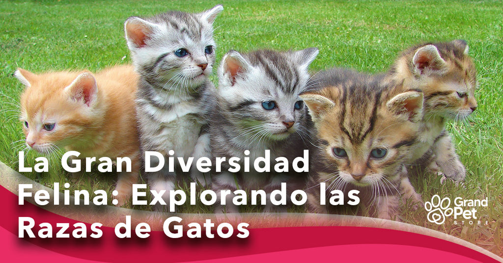 La Gran Diversidad Felina: Explorando las Razas de Gatos Domésticos