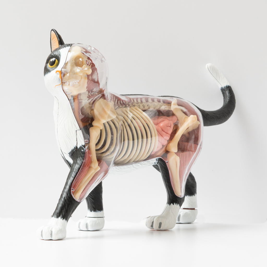Modelo Anatómico Gato