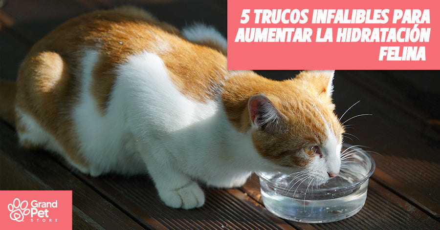 "Mi gato casi no bebe agua": 5 Trucos Infalibles para Aumentar la Hidratación Felina