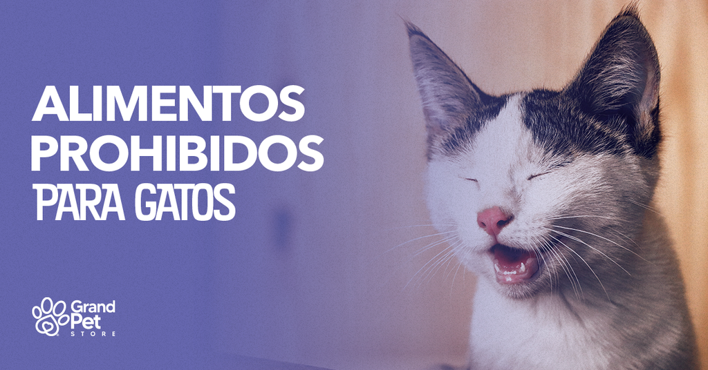 Alimentos prohibidos para gatos