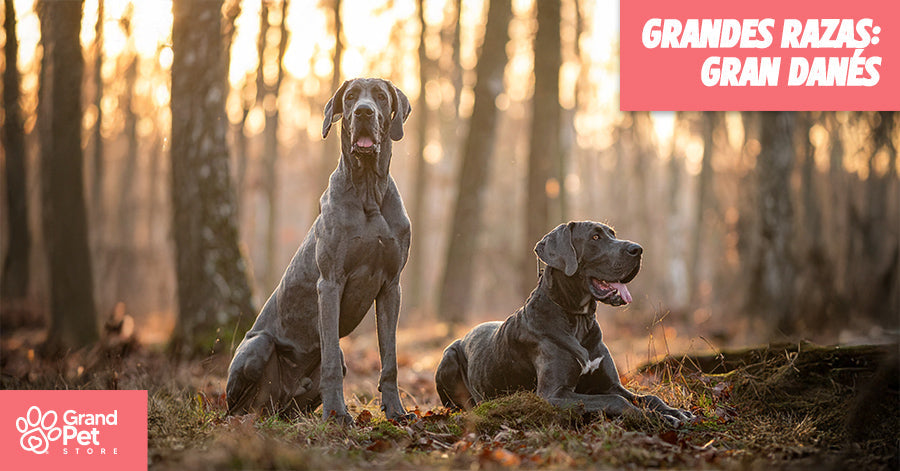 GranDES Razas: Gran Danes