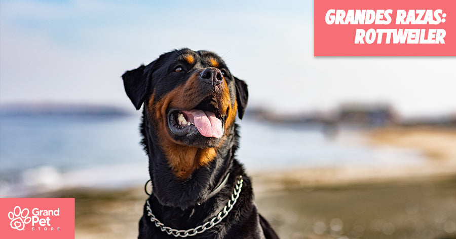 GranDES Razas: Rottweiler