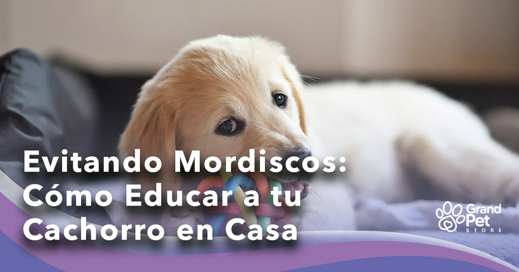 Evitando Mordiscos: Cómo Educar a tu Cachorro en Casa