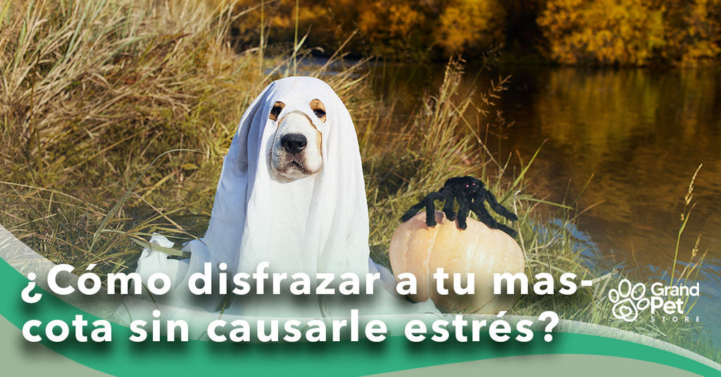 ¿Cómo disfrazar a tu mascota sin causarle estrés?