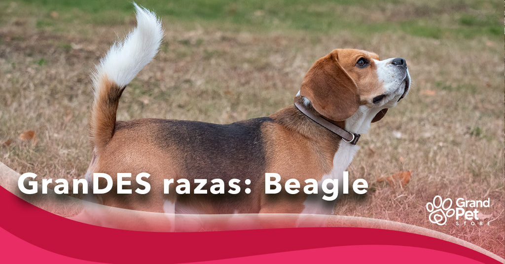 GranDES razas: Beagle