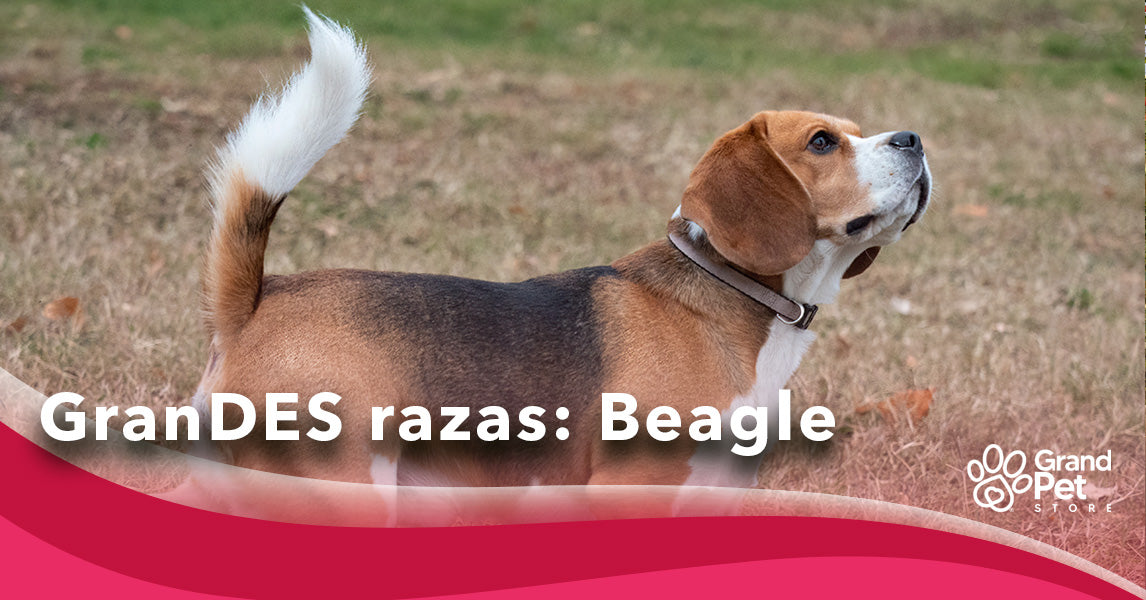 son los beagles los perros mas tontos