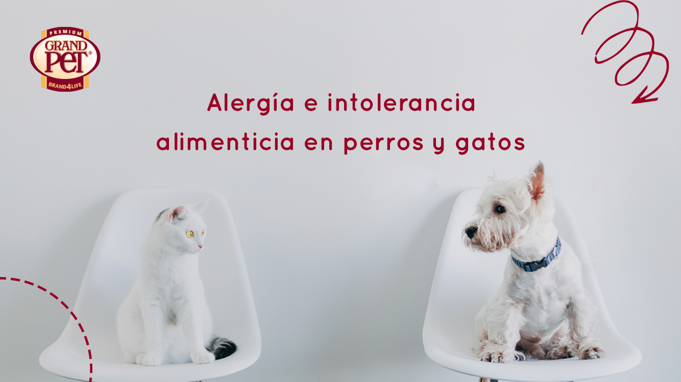 la carne de res puede causar alergias en los perros