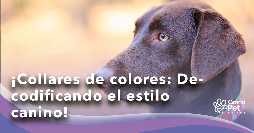 ¡Collares de colores: Decodificando el estilo canino con un toque de color!