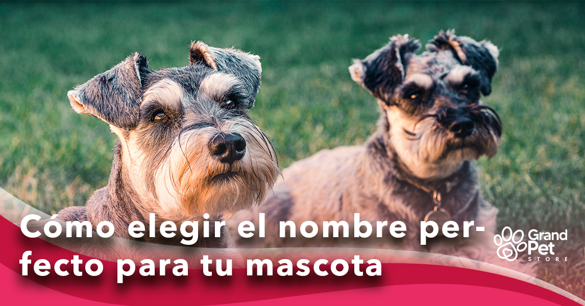 como elijo el nombre de un perro