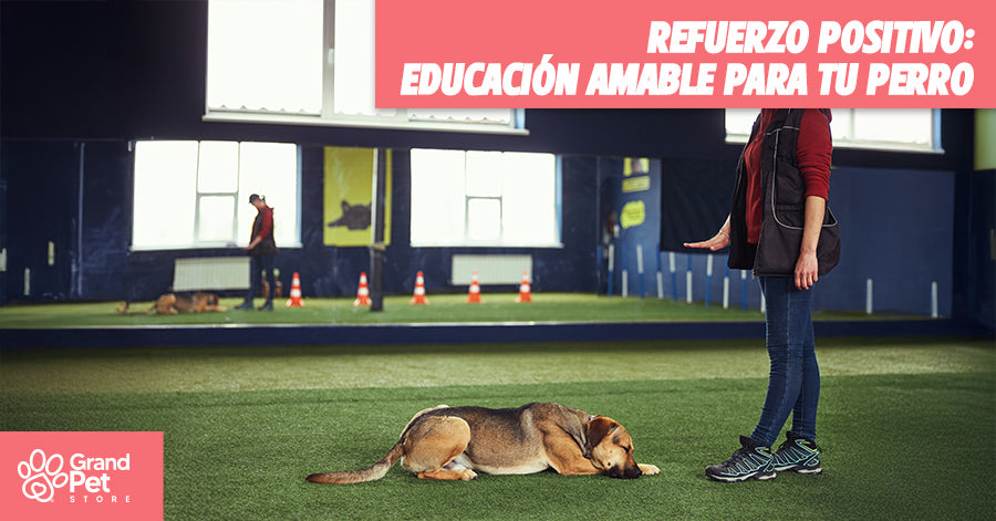 Refuerzo Positivo: Una Educación mas Amable para tu Perro