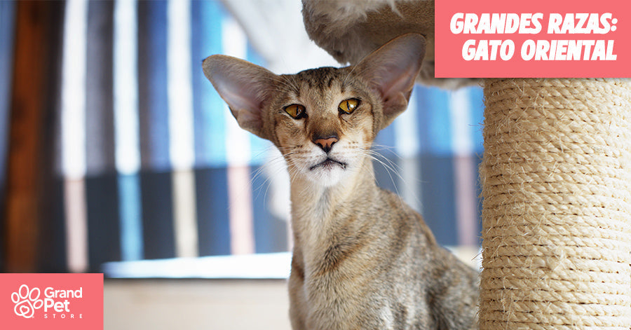 GranDES Razas: Gato Oriental