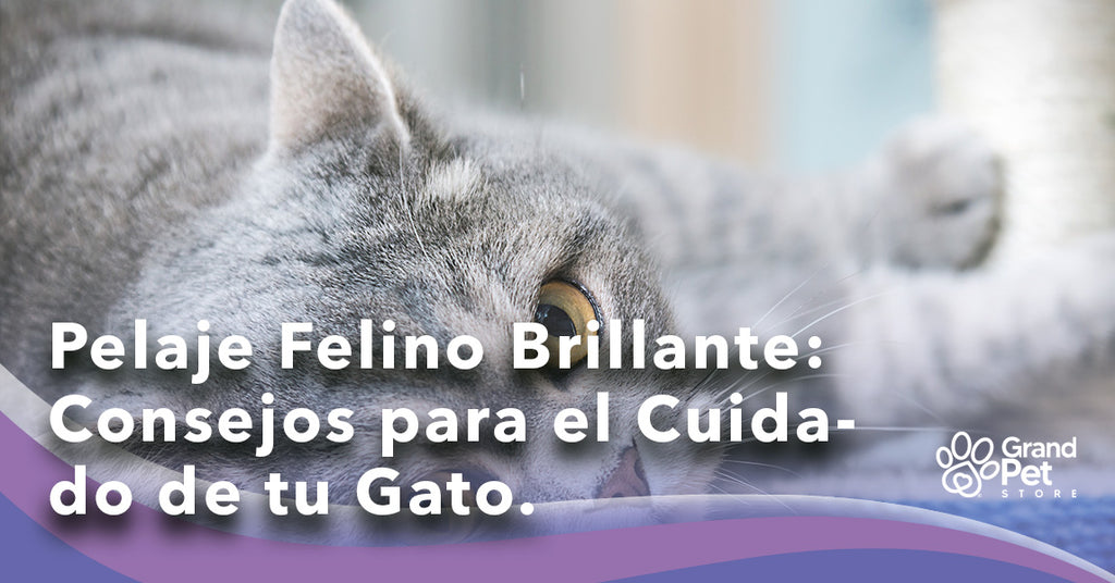 Pelaje Felino Brillante: Consejos para el Cuidado de tu Gato