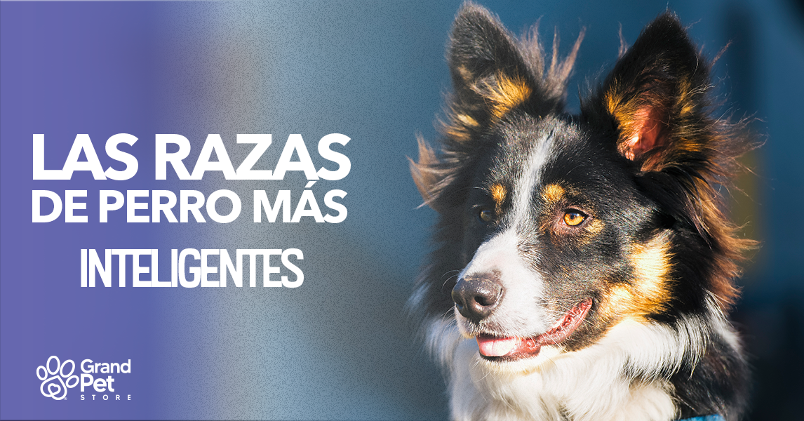 son pastores los perros mas inteligentes