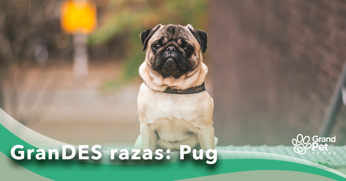 GranDES razas Pug GrandPet Store