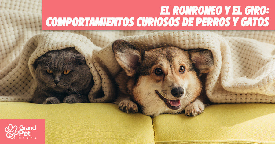 El Ronroneo y El Giro: Comportamientos Curiosos de Nuestras Mascotas