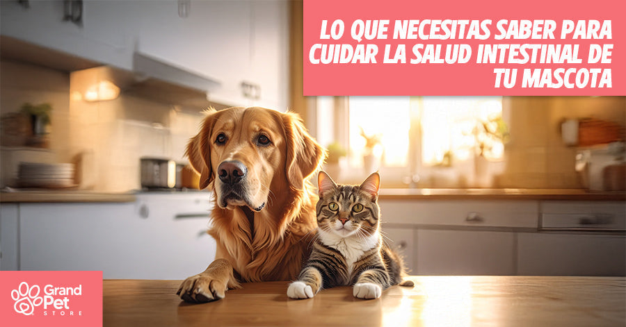 Lo que debes saber para mejorar la salud intestinal de tus mascotas