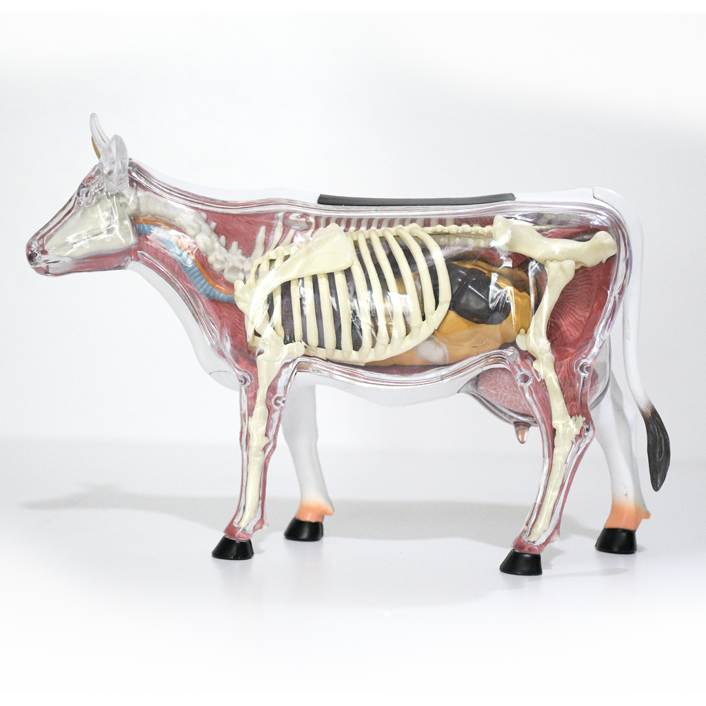 Modelo Anatomico Vaca