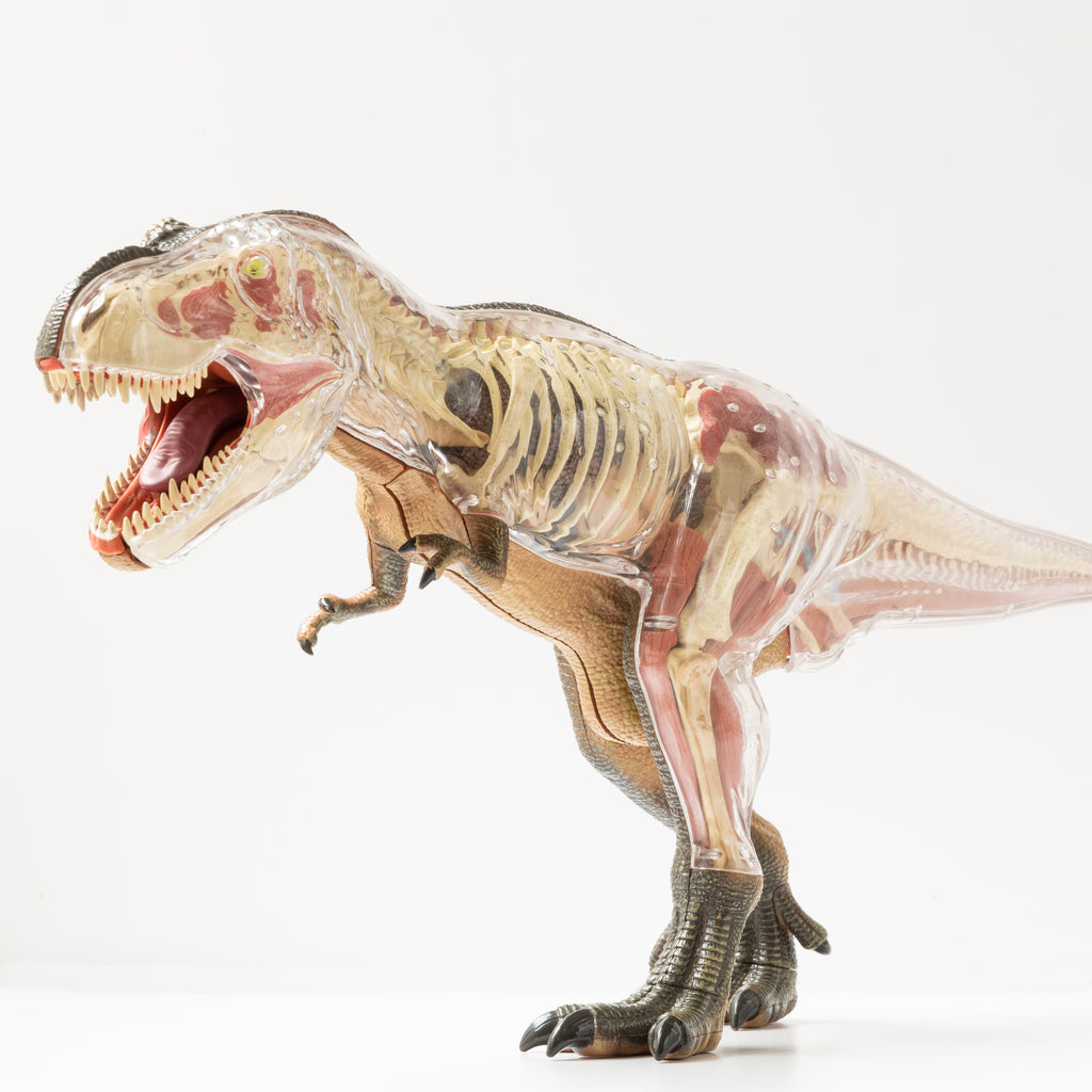 Modelo Anatómico T-Rex